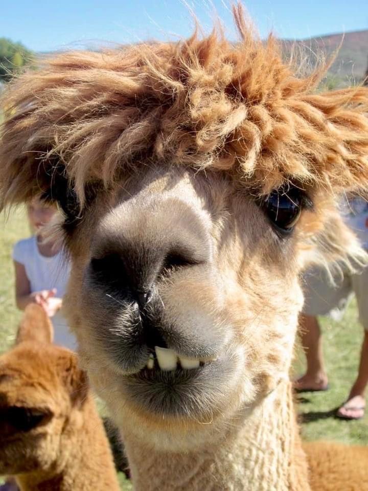 Alpaca tweet media