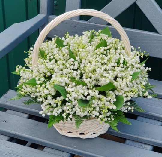 JosetteJ1's tweet image. Agréable journée de #1erMai à tous mes abonnés 😘 
Le café/thé vous attend.
☕☕☕🍵☕☕☕
Météo 11° maxi 22° 🌤
 #Printemps 🦋
#Ligue_des_optimistes