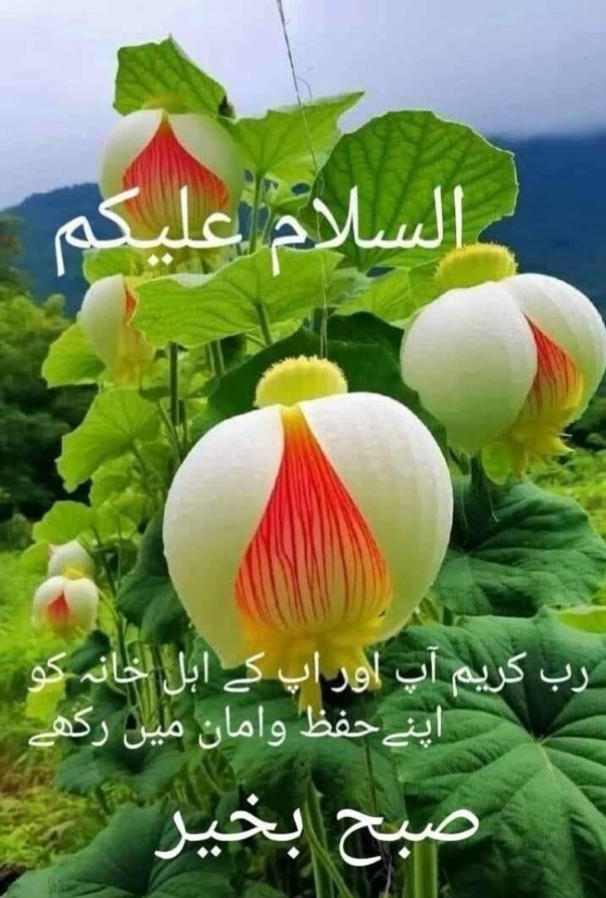 Rana Amar tweet media