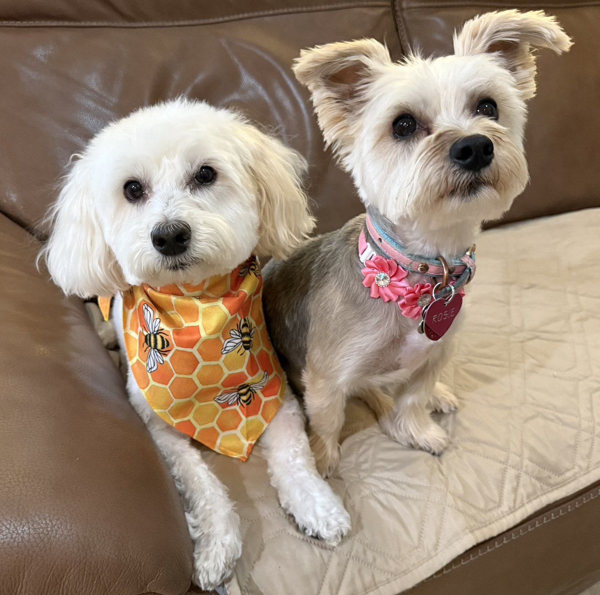 SirBailey2's tweet image. Would like yous to’s meet. Me’s GIANT Baby Sister Rosie🌹 We’s got groomed today 😁 (I’s not rugged. But definitely still handsome!!!) Rosie🌹hers got bows. An an growth spurt 😳🐶🐾 #dogsoftwitter #dogsofx #adogslife #doggo #pets 💚