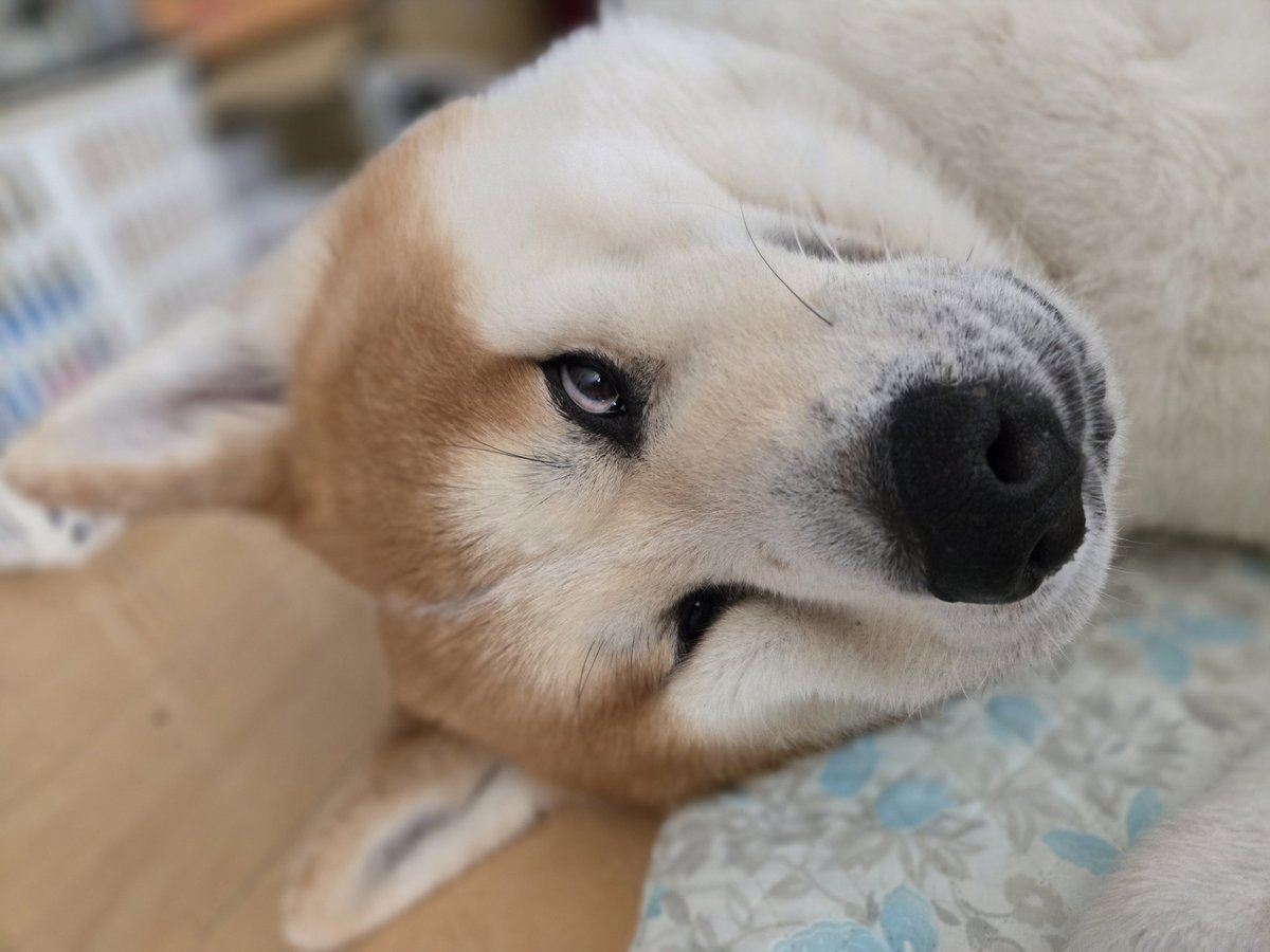 ジャーキー屋Mummy（マミー） tweet media