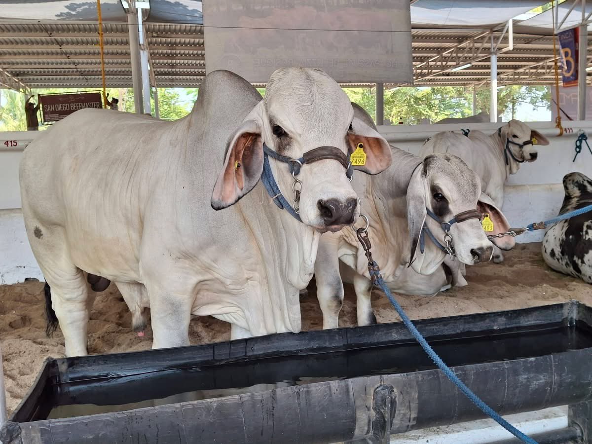 CumbreTabasco's tweet image. 🐂🐄Arriban ejemplares a la zona ganadera del #ParqueTabasco rumbo a la celebración de la @feriatabascooficial 

#NotaCumbre cumbretabasco.com.mx/?p=1766