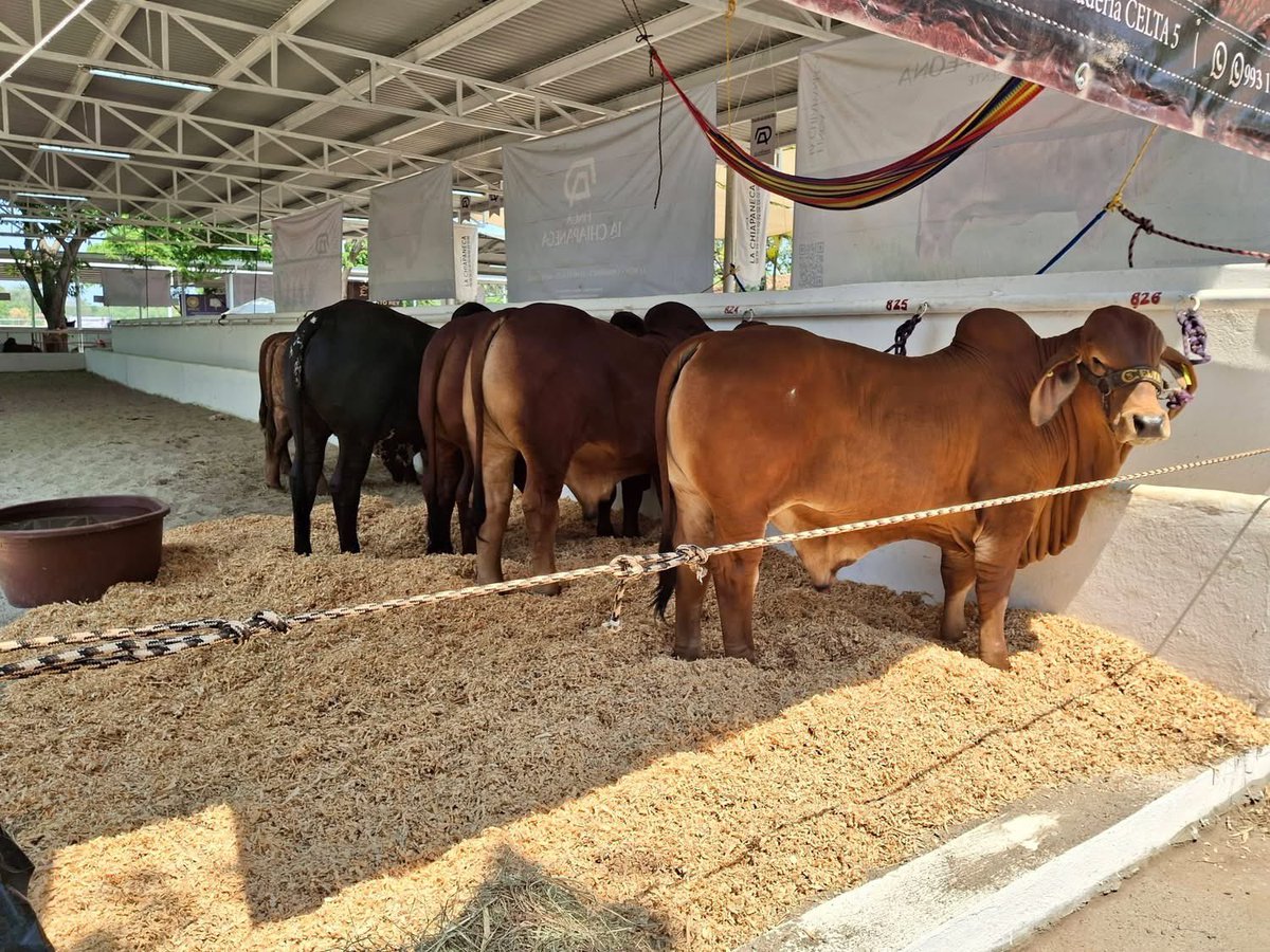 CumbreTabasco's tweet image. 🐂🐄Arriban ejemplares a la zona ganadera del #ParqueTabasco rumbo a la celebración de la @feriatabascooficial 

#NotaCumbre cumbretabasco.com.mx/?p=1766