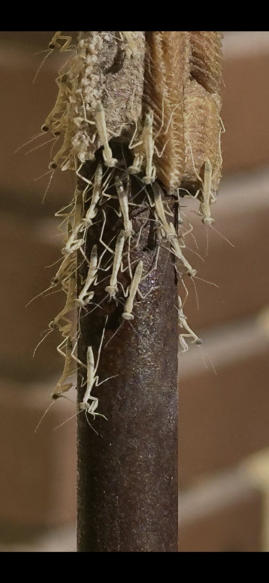 Happy Birthday baby mantises. These new arrivals popped out early this morning.
