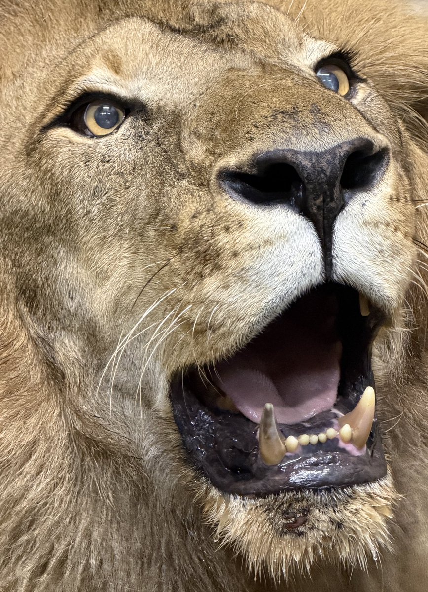 千葉市動物公園【公式】 tweet media