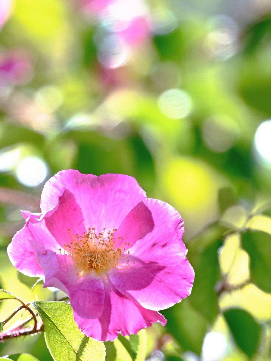 春の日差し☀️に花びらか透ける
一重咲きの薔薇🌹
春仕様で撮影してみました📸

関東は低気圧🌀も山を越え
土砂降り☔️からお天気回復に
向かってます
皆さんところはどうですか？

ランチ🥗🥤タイムおわ〜
さて、午後後半戦✂️入りまーす
楽しいGW楽しんでね(๑ᴖ◡ᴖ๑)♪♫♬

#NaturePhotography