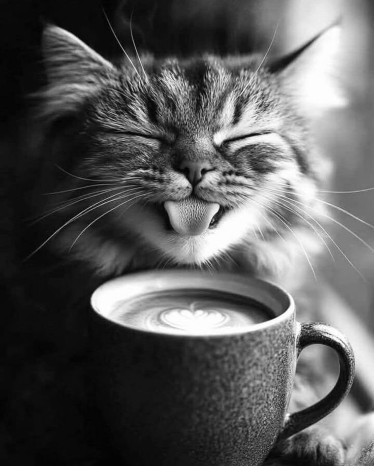 Cat Woman 🇬🇧 🇺🇦 tweet media