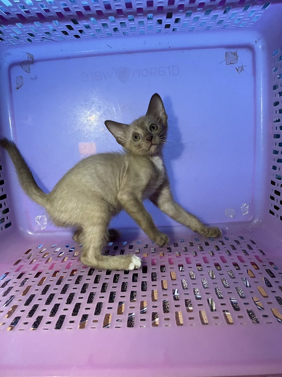 คือผมต้องทราบไหม 🐈‍⬛ tweet media