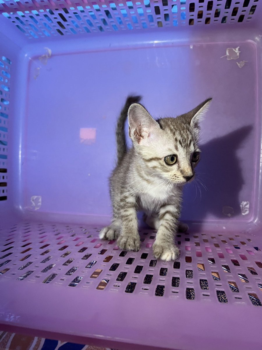 คือผมต้องทราบไหม 🐈‍⬛ tweet media