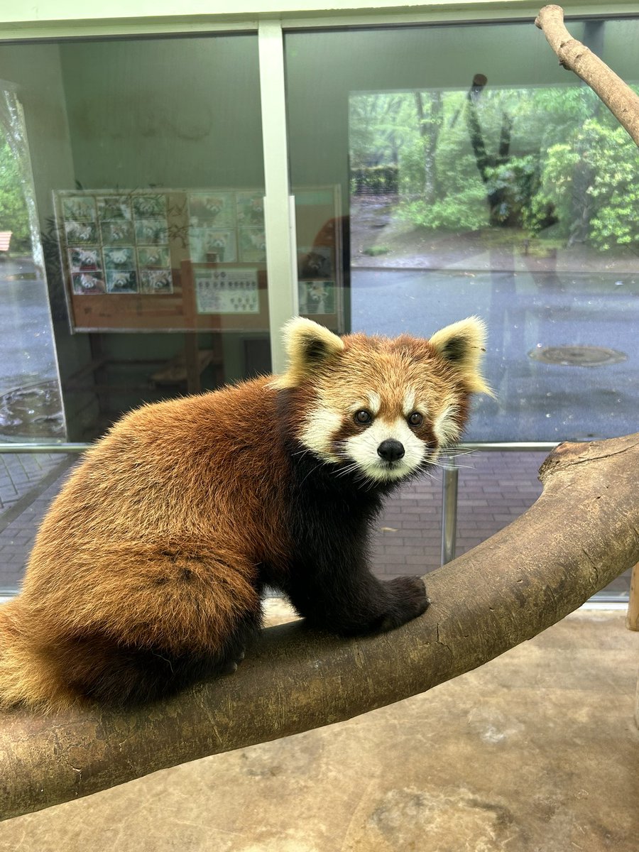 千葉市動物公園【公式】 tweet media