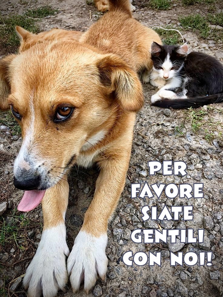 pattyfra1's tweet image. Non serve molto per cambiare il loro destino: 
un gesto gentile, uno sguardo che capisce, una mano che aiuta. 
Anche loro sentono, tremano, sperano.

💔🐾 UADA ODV
#DallaPartedegliAnimali #Kindness #Animals