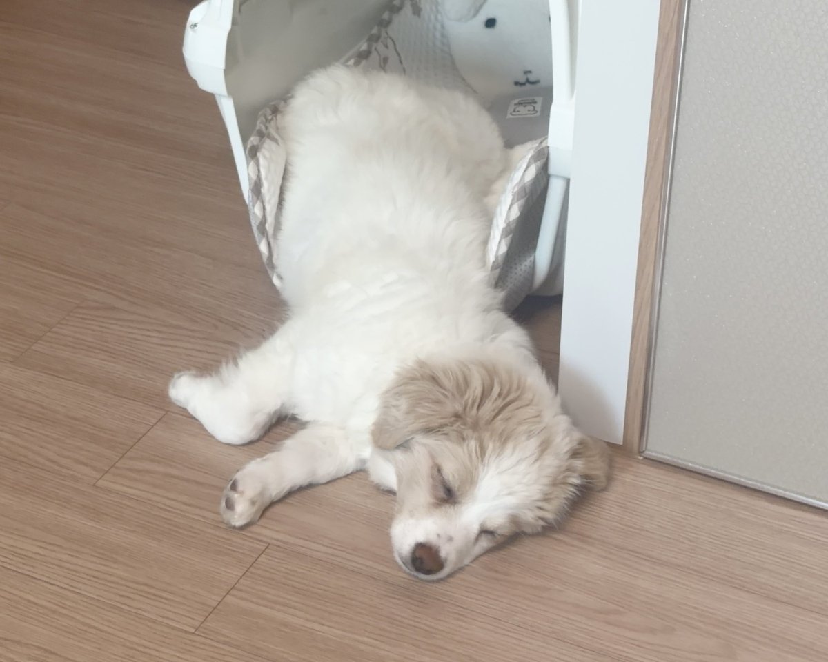휘핑이 tweet media