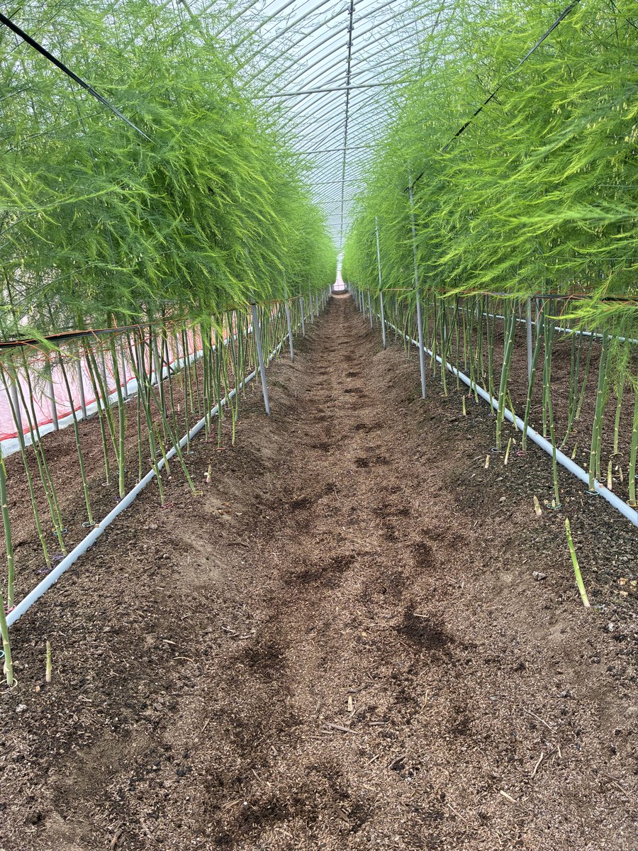 d08414170's tweet photo. 去年の冬からずっと畑の作業してきて、ようやく今年の自分の希望するアスパラ畑が完成した気がする^_^

草もない
苔もない
通路も通れる

さあて今年も頑張るぞー！
夏芽が早くはえてきてほしいな^_^ https://t.co/BgAN7z4DtF