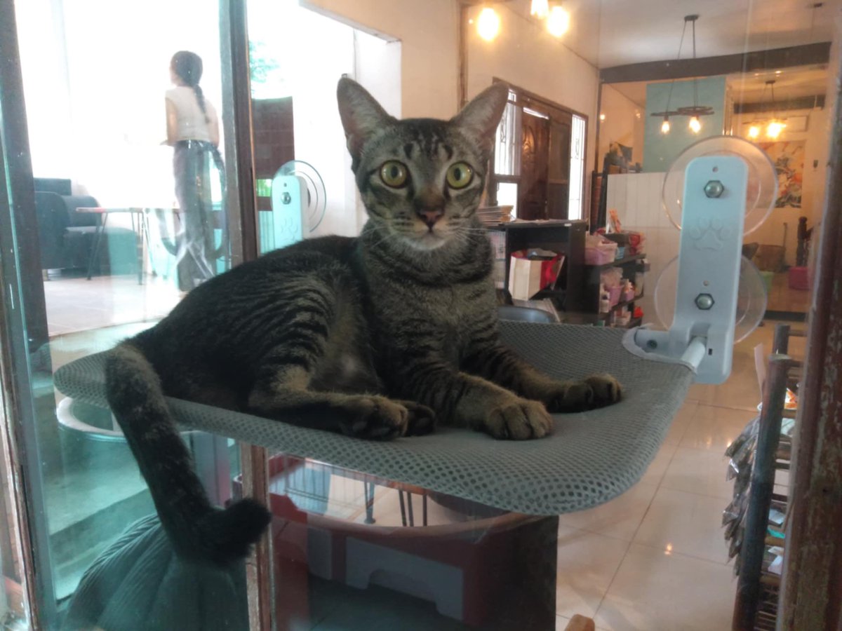 岩竹綾子/ラオスで150匹の保護猫(犬)活動 tweet media
