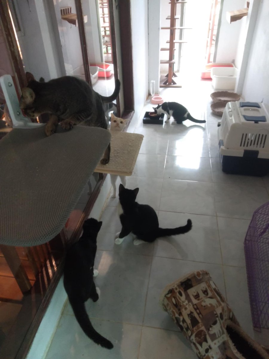 岩竹綾子/ラオスで150匹の保護猫(犬)活動 tweet media