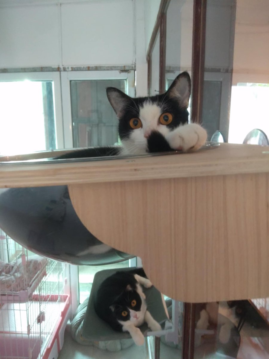 岩竹綾子/ラオスで150匹の保護猫(犬)活動 tweet media