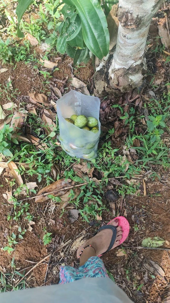 AMMUvd1's tweet image. രാവിലെ ഒരു കുഞ്ഞു മാങ്ങ പെറുക്കൽ , 
#home , #nostalgic 
Good morning have a good day 🥰🥰🥰