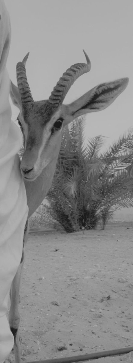 فاطمَ 🇦🇪 tweet media