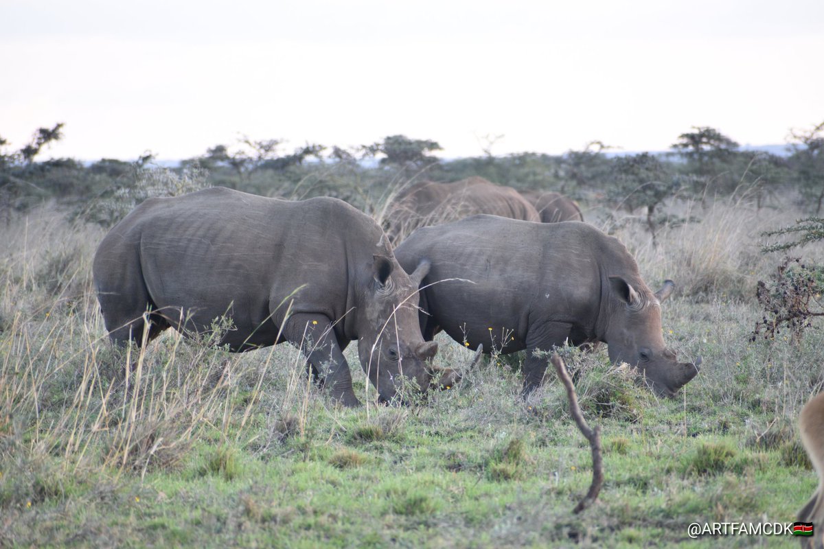 Happy New Month! 🌱🦏💚
This month, all our focus is on rhino conservation—protecting these incredible animals and preserving the habitats they depend on to survive. Every action counts, every voice matters, and together we can make a real difference.