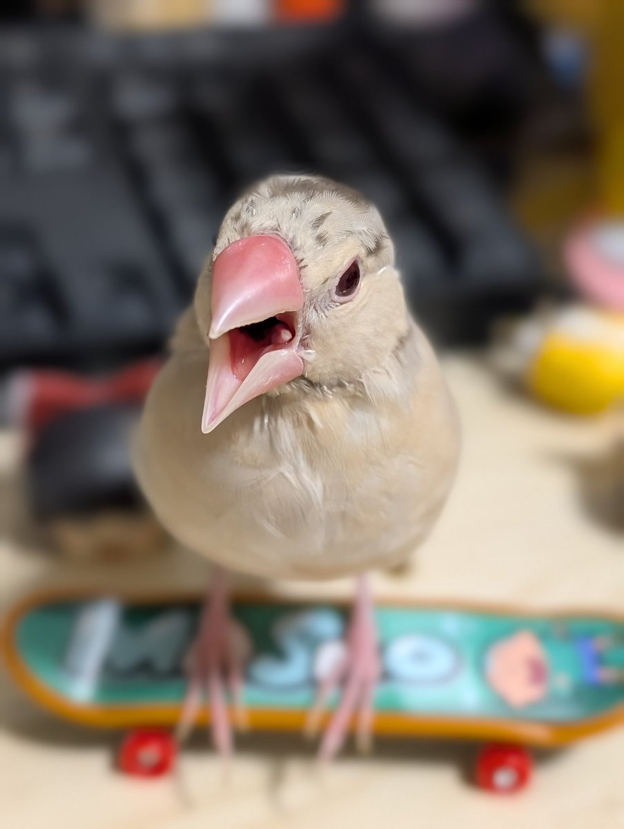 ピーちゃんとプリム tweet media