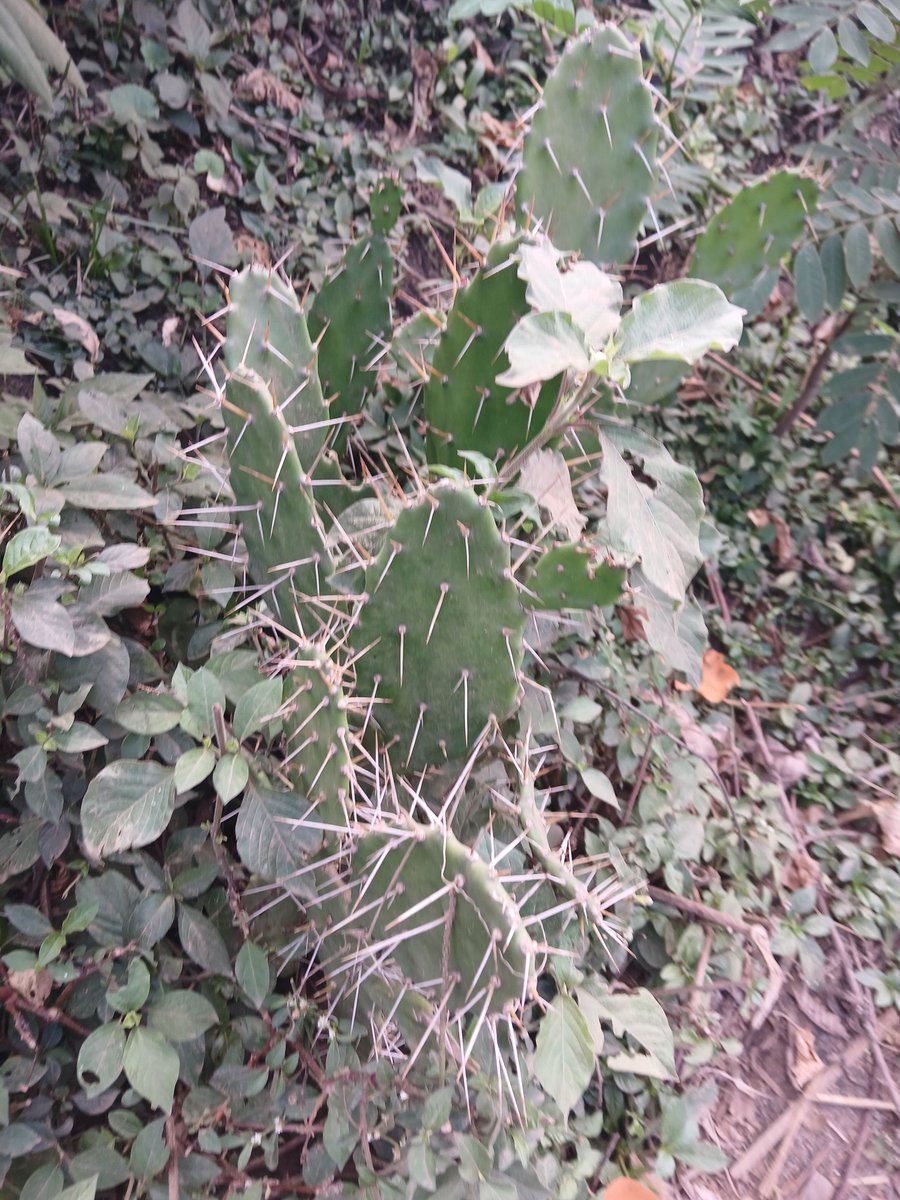 mary60490's tweet image. My countryside camera roll #NatureIsAwesome #countryside