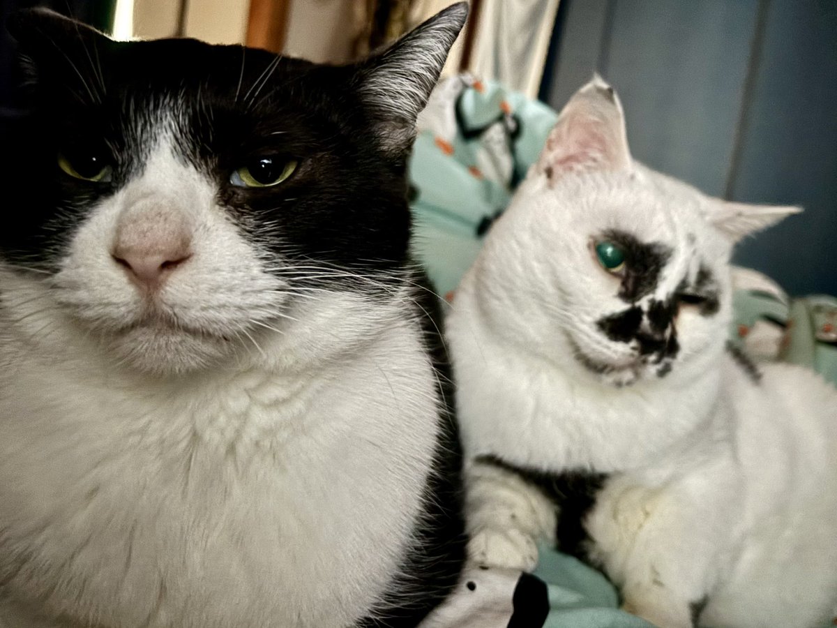 熱海 Muddy Cat tweet media