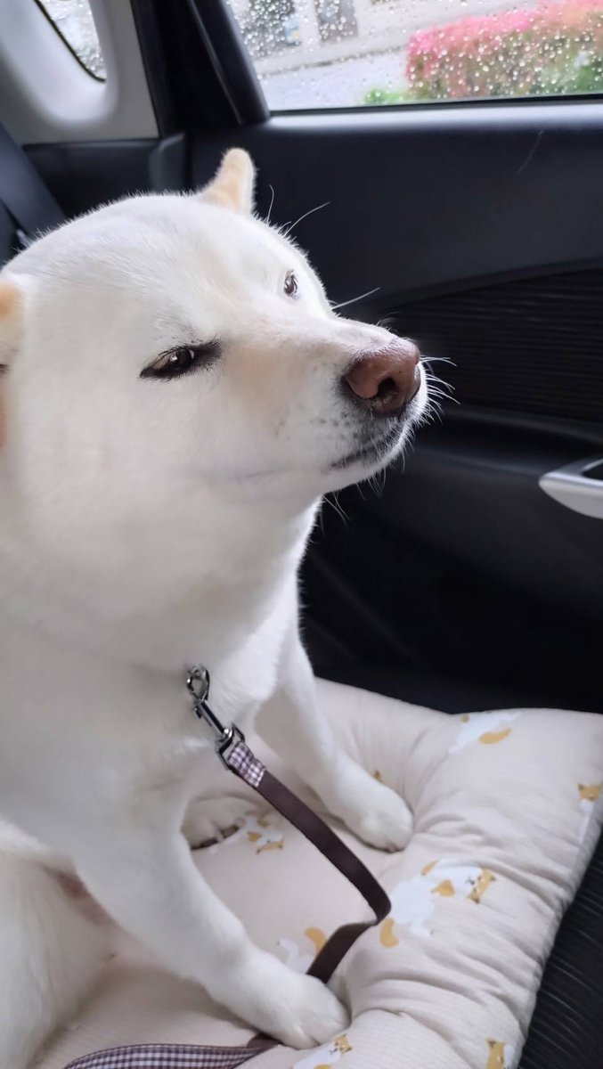 白柴犬はる🌸 tweet media