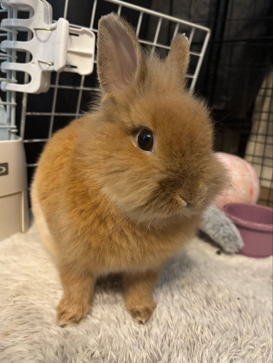 Aslan_Mufasa10's tweet image. 「え、出かけるの」という顔🐰
 #うさぎ  #rabbit  #bunny