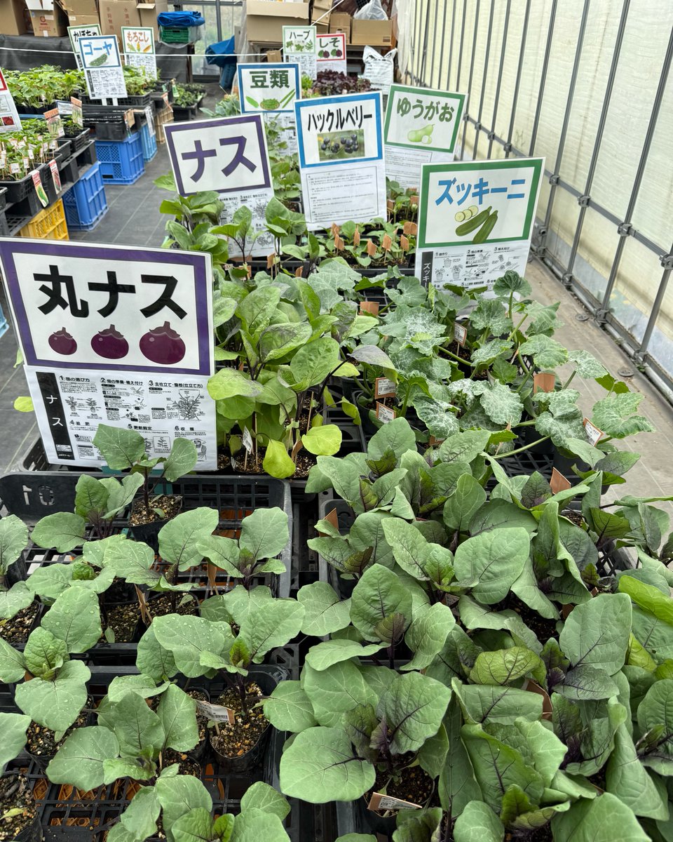 uedananairo's tweet photo. 上田丸子農産物直売加工センター「あさつゆ」
【苗まつり】開催中！！

📍あさつゆハウス（直売所すぐ横、南側）
⏱９時から１７時
【５月下旬までの開催】

気になる苗はお早めに！

＃上田市　＃農産物直売所あさつゆ https://t.co/KmTxetmdVJ