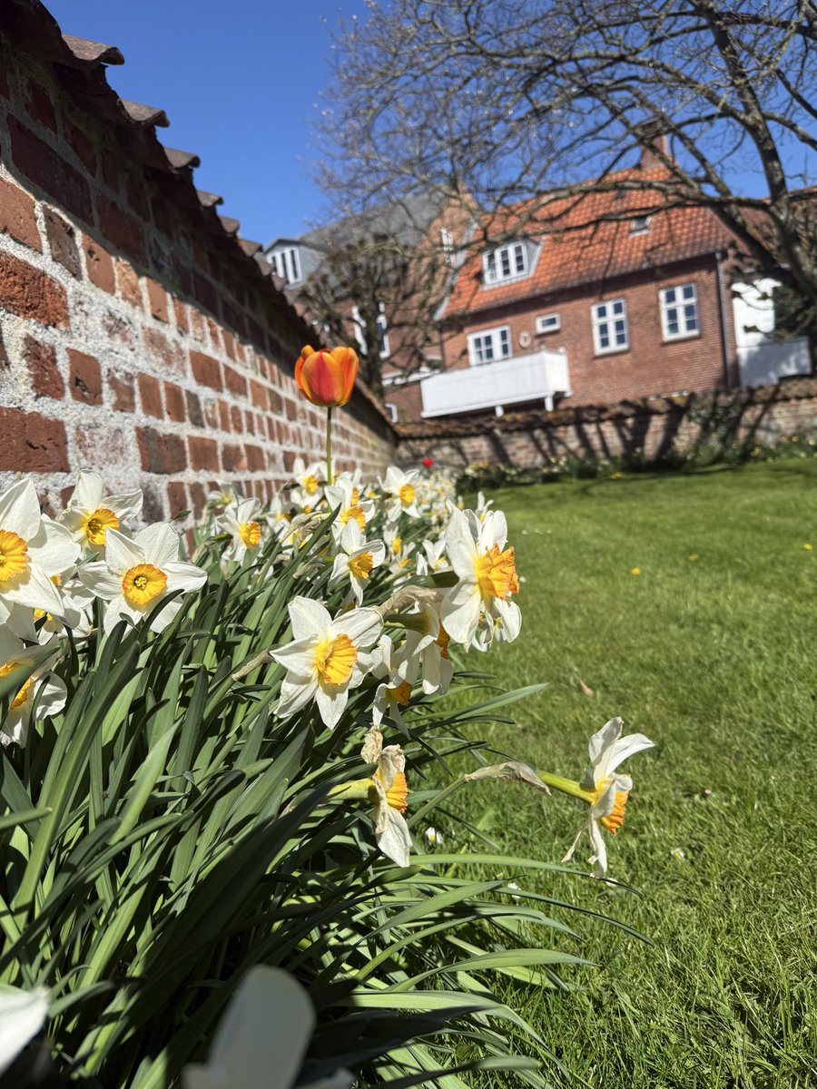 GucktWilma's tweet image. Einen wunderschönen 1. Mai wünschen der junge Mann und ich. Von hier, wo die Narzissen und Tulpen noch blühen. #dänemark #urlaub