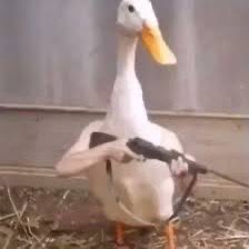 THE ANAHEIM DUCKS