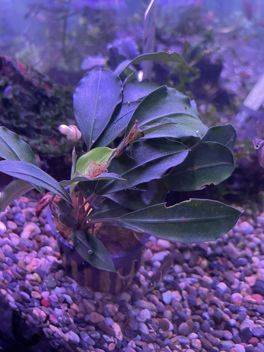 yasullar's tweet photo. 今週の入荷情報です。
熱帯魚は、プレコが、タイガー、ロイヤル、ホワイトテールパナクエが、入荷してます。
海水魚は、ゴビーや、アロークラブ、ウメボシイソギンチャクなど、変わり種がきています。今日の午後からは、沖縄産、ソフトコーラル、イシガキカエルウオが入荷してきます。GW中も、宜しく！ https://t.co/b6NuT3zTPR