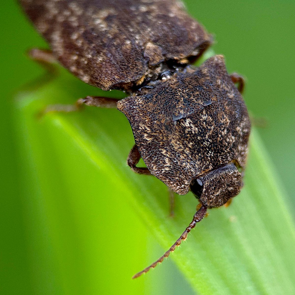 フジイ ピカピ / moff inc / #そのへんの3cm tweet media