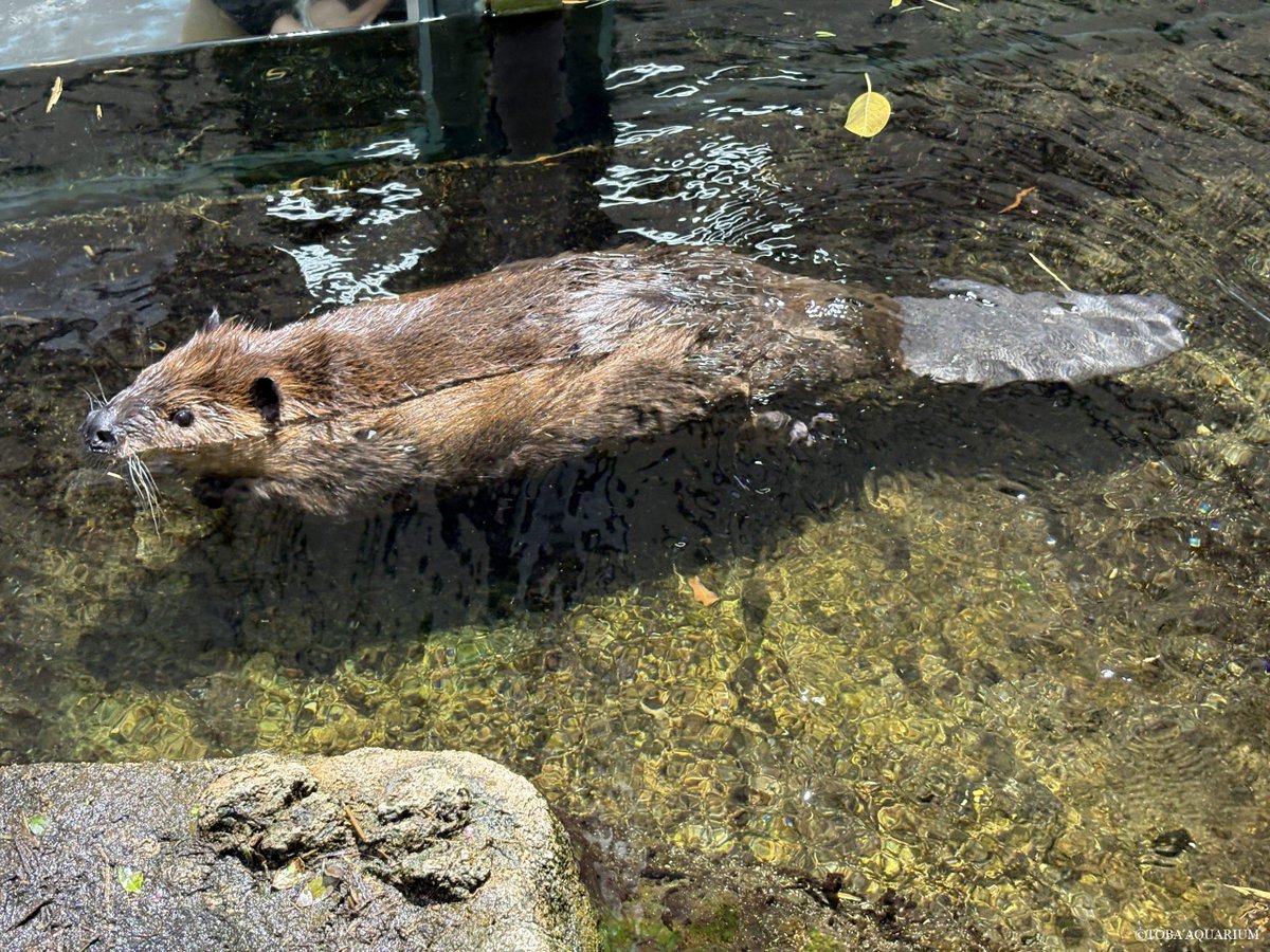 鳥羽水族館（TOBA AQUARIUM） tweet media
