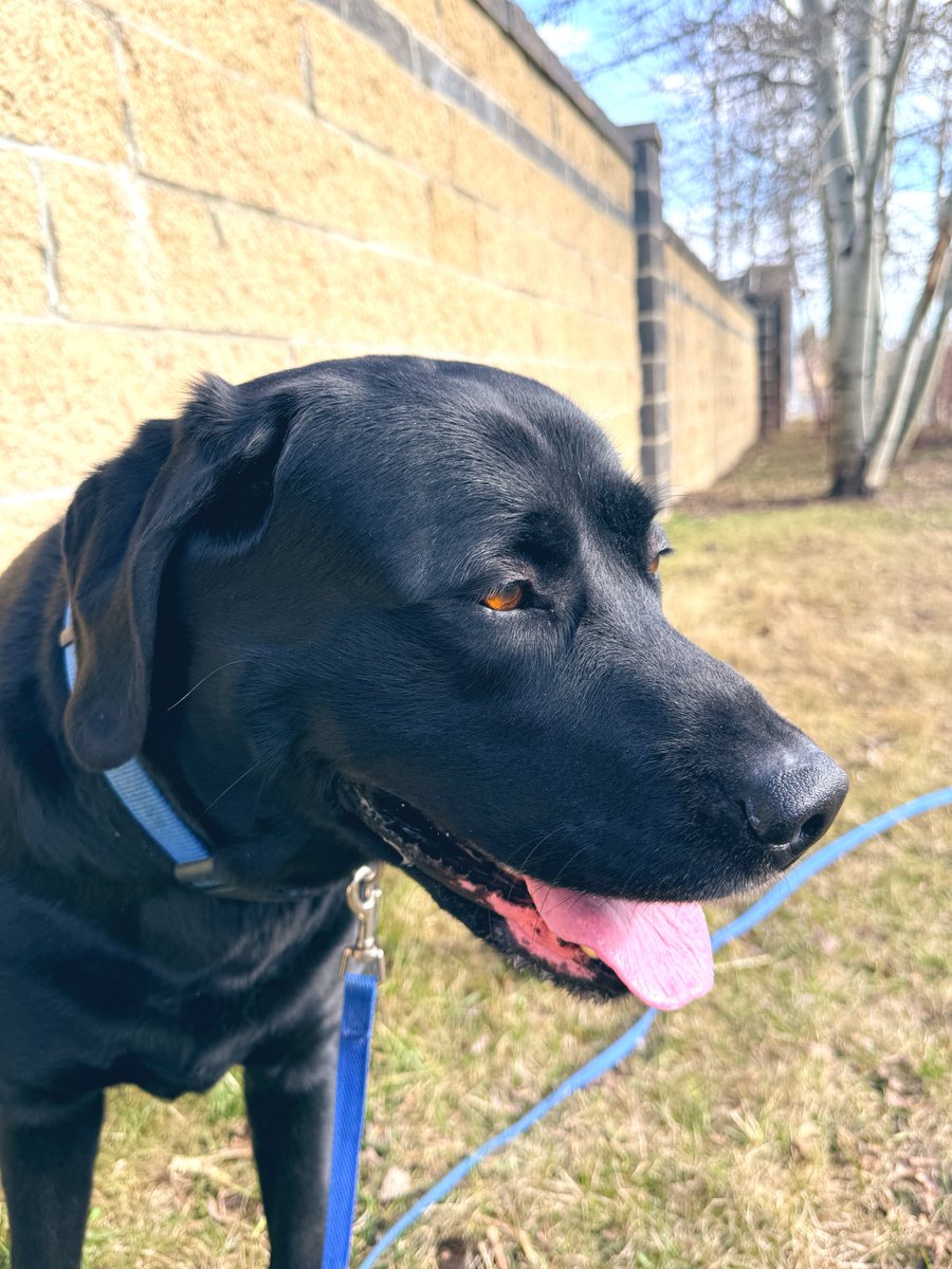 Jake72545474's tweet image. Stonewall Jake. 🇨🇦 #Black #Labrador #Retriever #Calgary