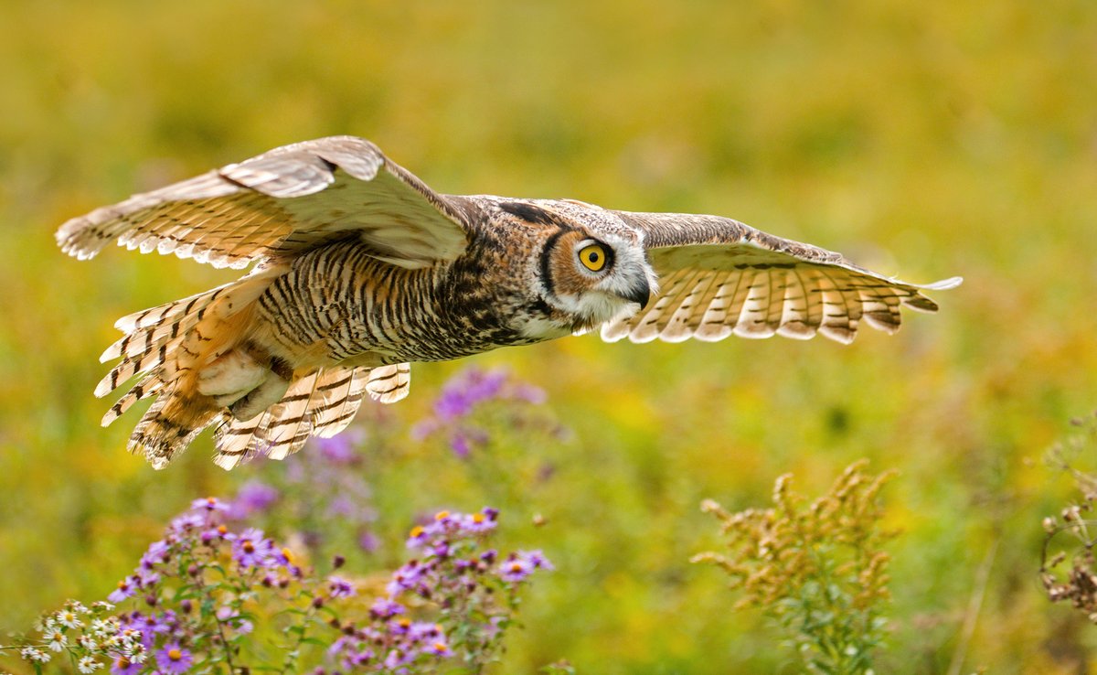 Daily Owls tweet media