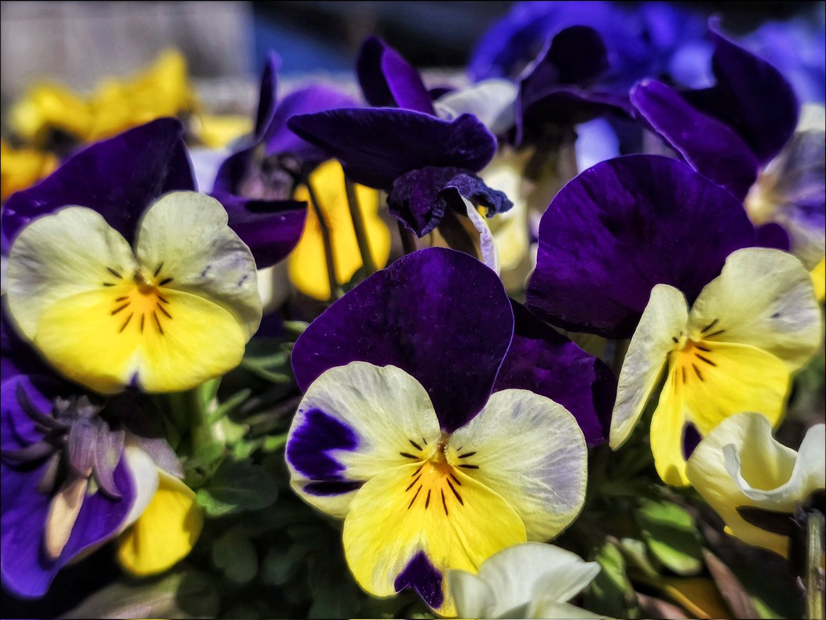 k_pawlowska's tweet image. #GoodMorning &amp;amp; #TGIF 😊

"Pray, love, remember: and there is #pansies, that's for thoughts."  - W.Shakespeare

I like it when @celinedion sings in French, so today's #SongOfTheDay is "Dansons" 🎶 
youtu.be/FHL5wBjqXCI?si…

#FlowersOnFriday #FridayVibes