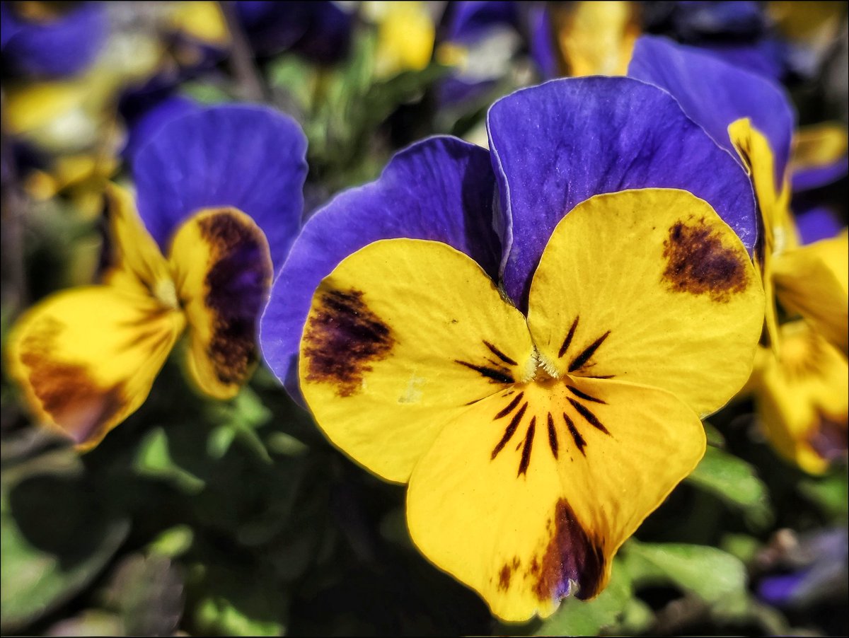 k_pawlowska's tweet image. #GoodMorning &amp;amp; #TGIF 😊

"Pray, love, remember: and there is #pansies, that's for thoughts."  - W.Shakespeare

I like it when @celinedion sings in French, so today's #SongOfTheDay is "Dansons" 🎶 
youtu.be/FHL5wBjqXCI?si…

#FlowersOnFriday #FridayVibes