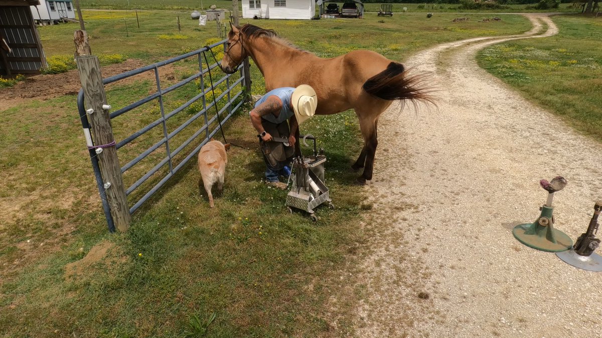 FarrierVol tweet media