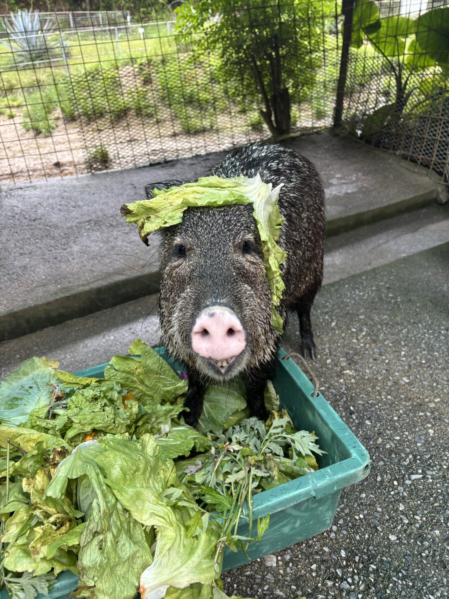 neopark754's tweet photo. レタスが頭に乗っちゃってますが、斬新な髪型みたいに見えます🥬😂（ける）

#ネオパーク　#クビワペッカリー https://t.co/GvG50kDXwh