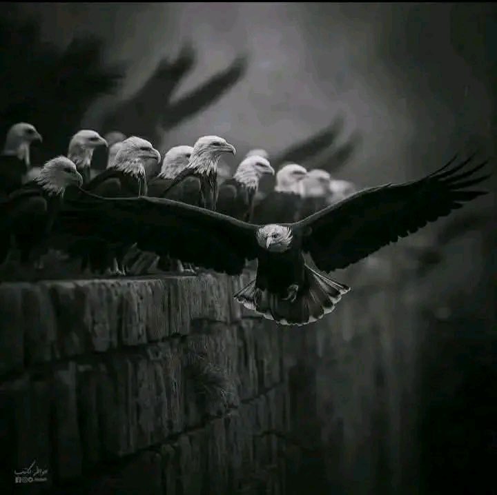 🌸 بنت العمده 🌸 tweet media