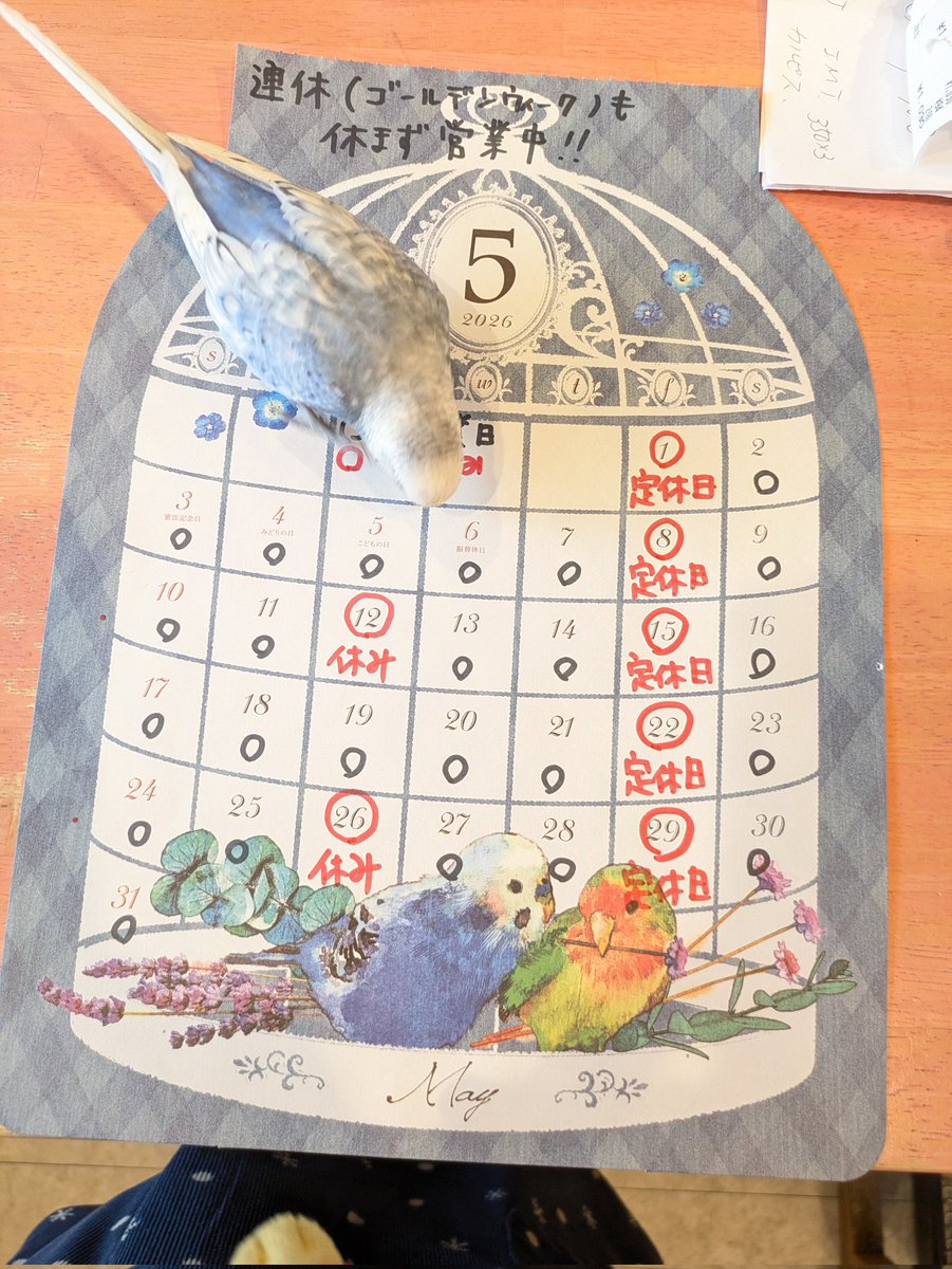 とりカフェ Bird cage tweet media