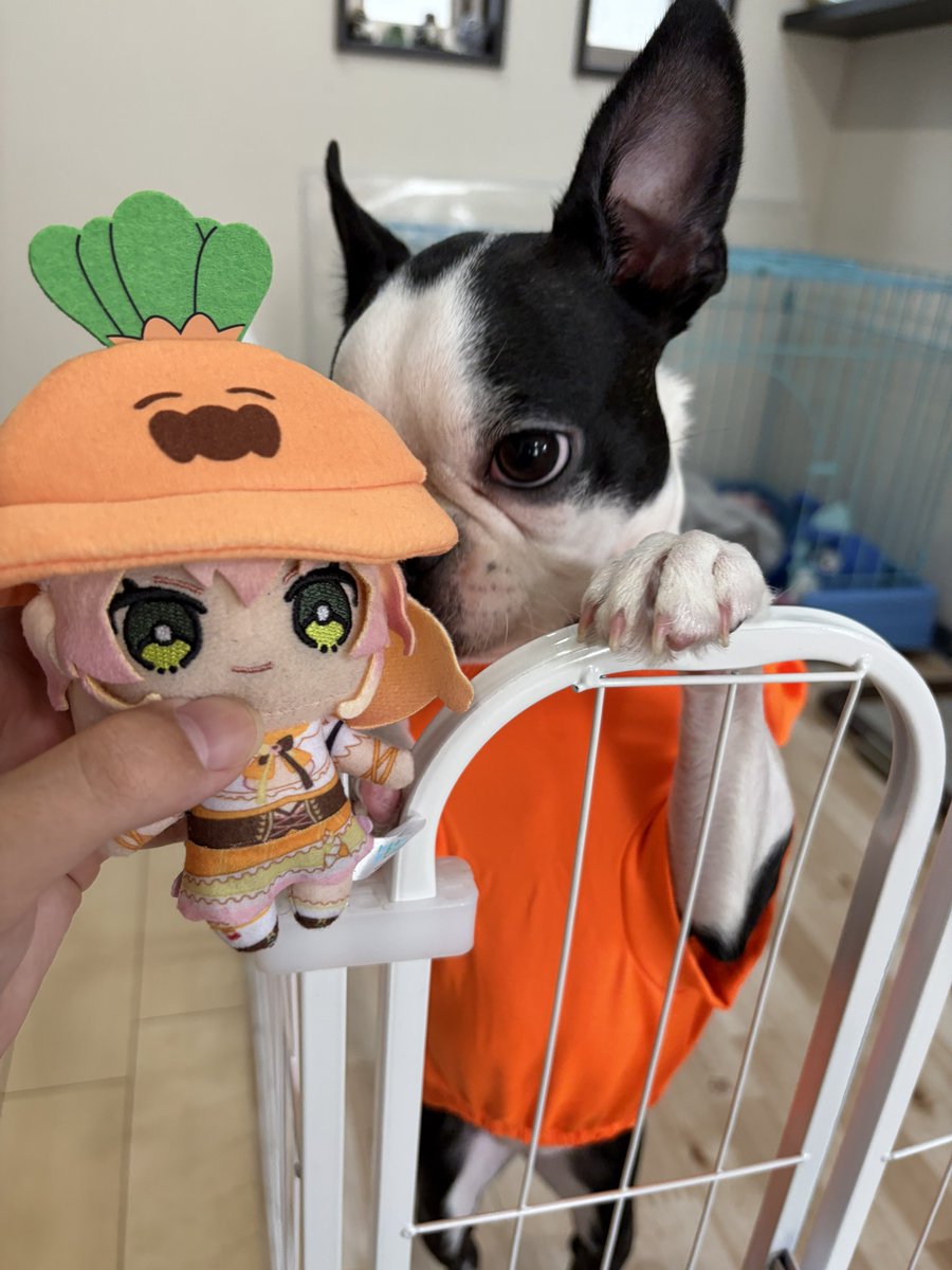 新しい家族です。
ガン突き飛ばされててやばい