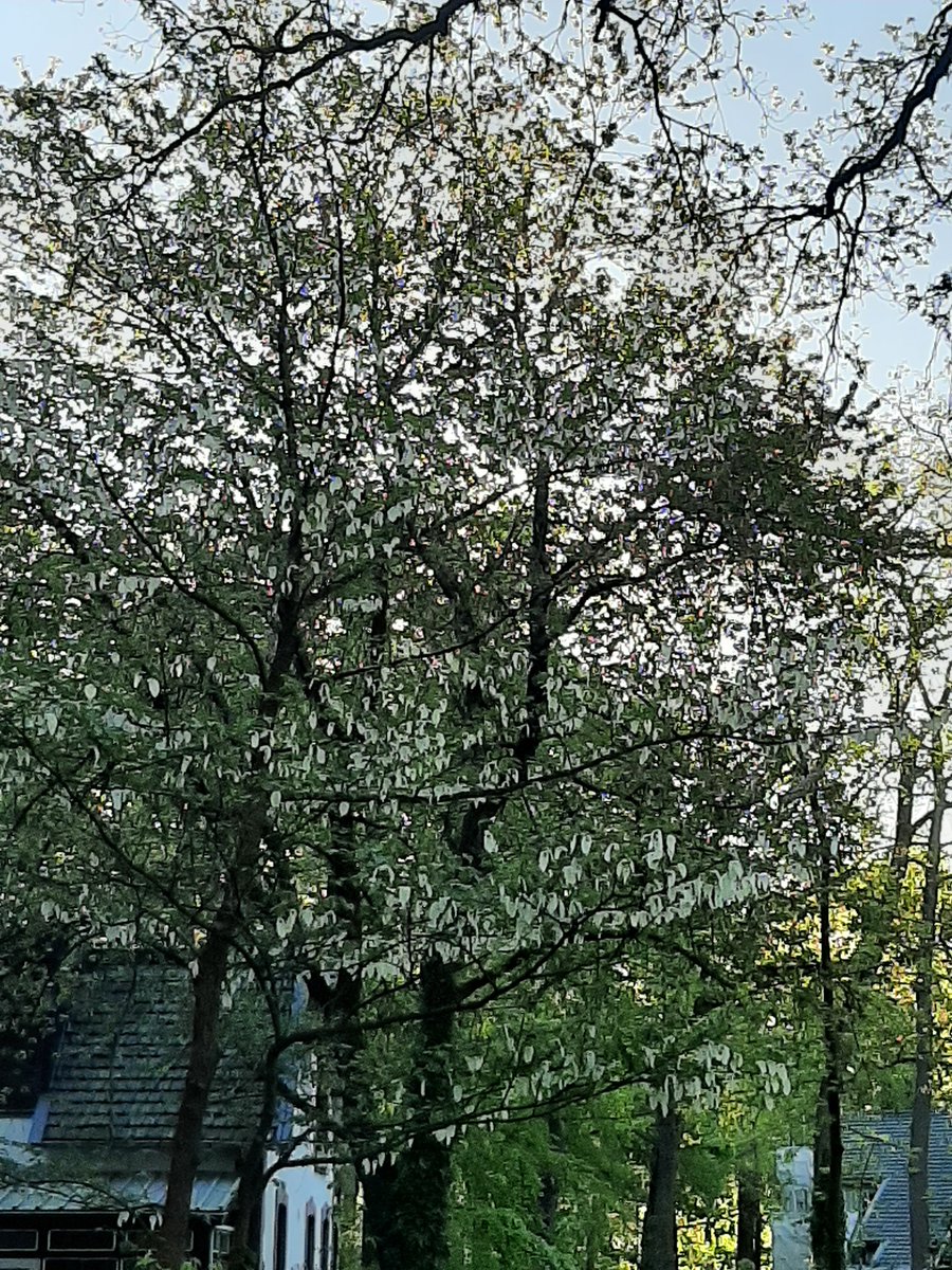 tsjilper's tweet photo. #Vaantjesbomen (#Davidiainvolucrata) een heel bijzondere boom, waarvan er 2 volop staan te bloeien in het #Oranjepark #Nunspeet https://t.co/lUrthWZK54