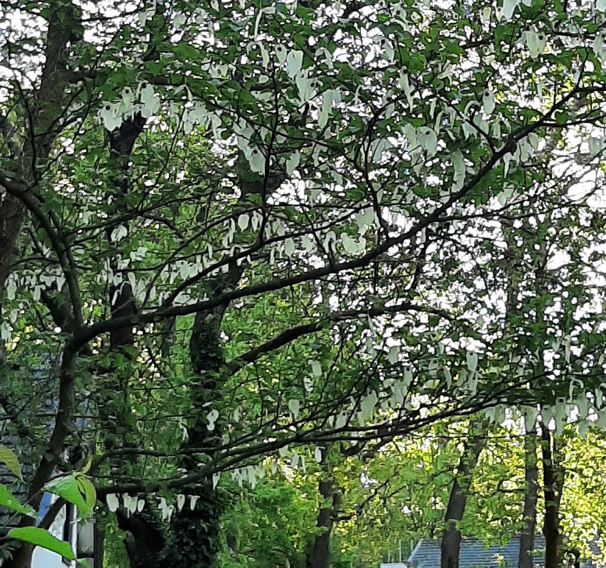 tsjilper's tweet photo. #Vaantjesbomen (#Davidiainvolucrata) een heel bijzondere boom, waarvan er 2 volop staan te bloeien in het #Oranjepark #Nunspeet https://t.co/lUrthWZK54
