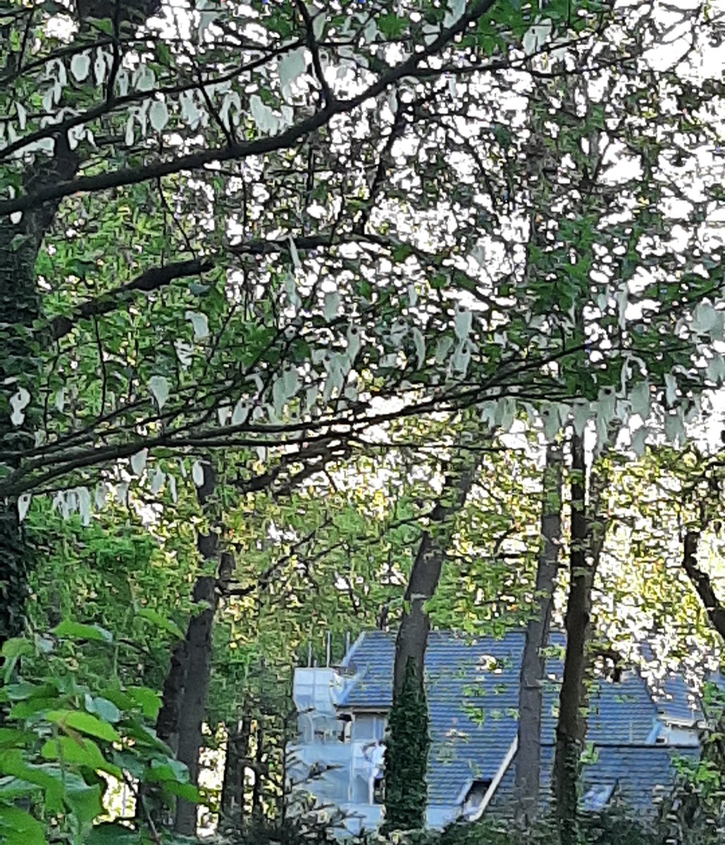 tsjilper's tweet photo. #Vaantjesbomen (#Davidiainvolucrata) een heel bijzondere boom, waarvan er 2 volop staan te bloeien in het #Oranjepark #Nunspeet https://t.co/lUrthWZK54