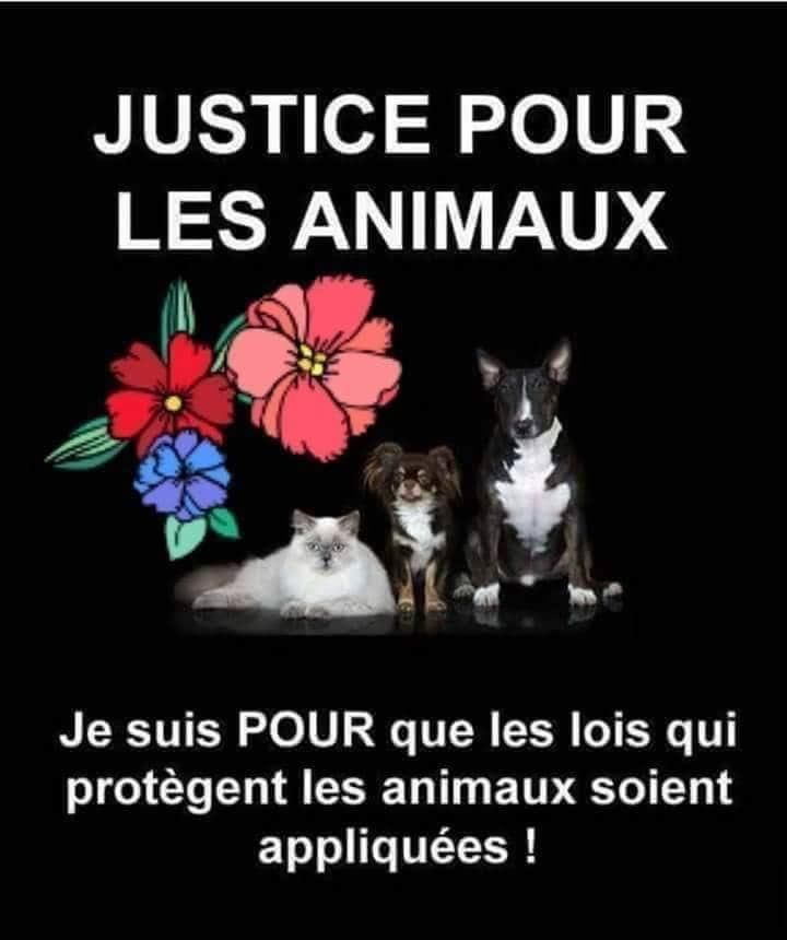 KristelBERINGER's tweet photo. A LIRE !!
@animaux_planete https://t.co/OwUJjEiHH4