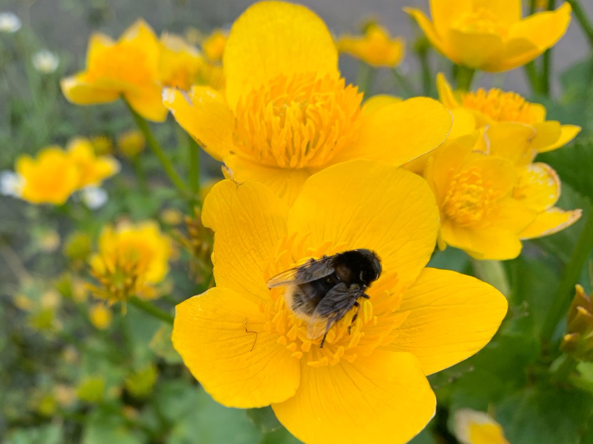 Pollinators tweet media