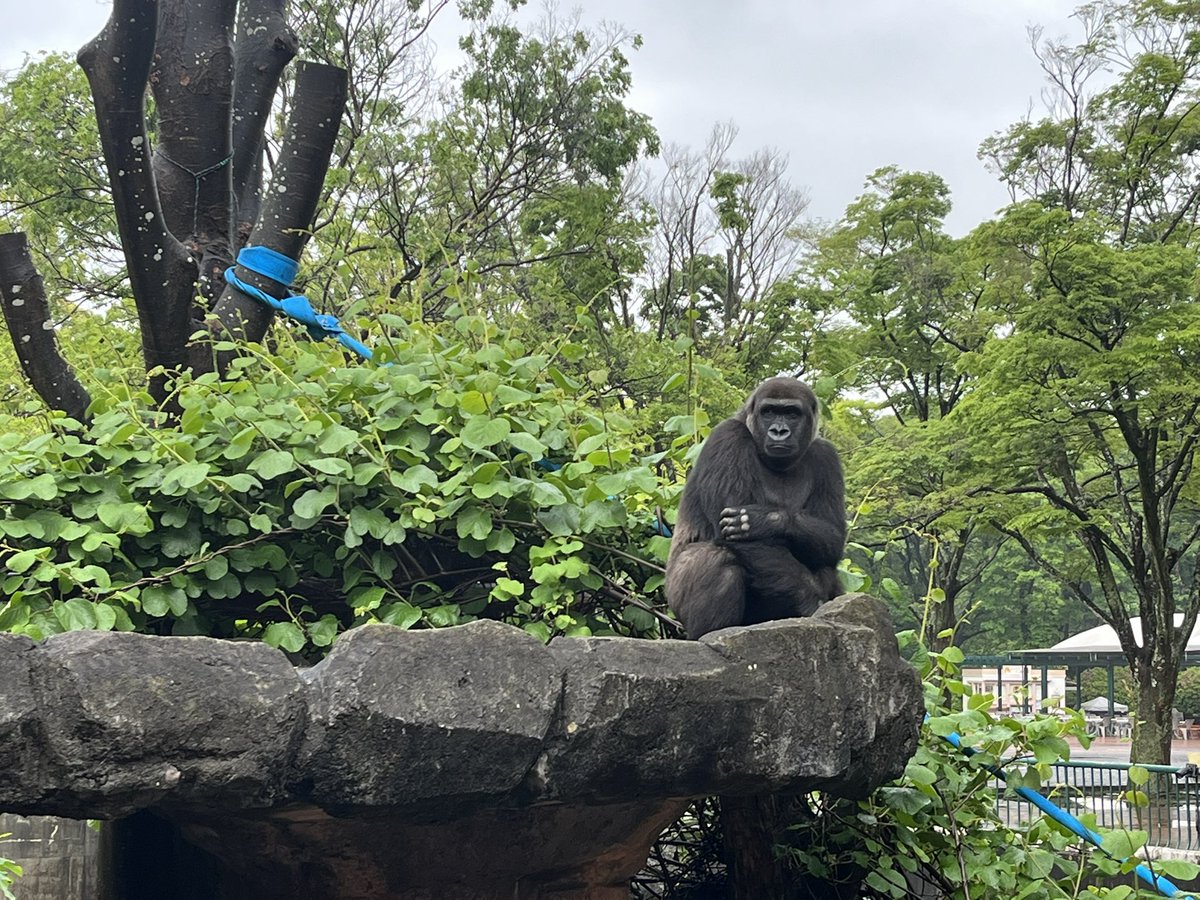 千葉市動物公園【公式】 tweet media
