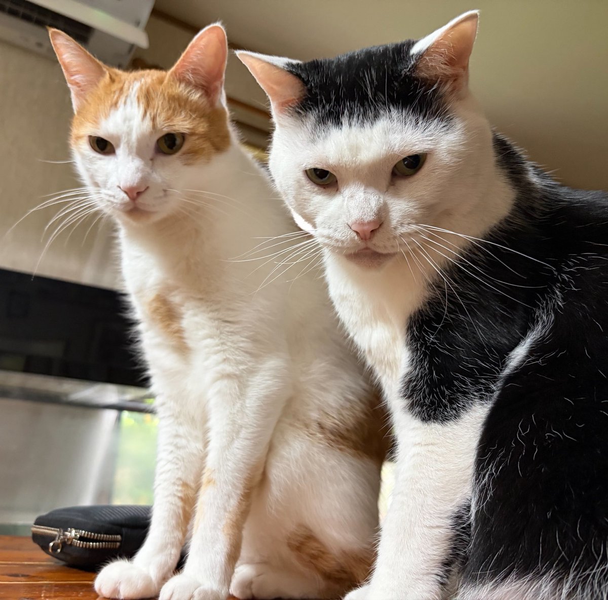 vegelovecat's tweet image. 昼飯はインスタで前やったのと違うレシピ見ながら豆腐と米粉とか混ぜてチンするパンにしたけどやっぱりイマイチ上手くいってない感だな なんかコツがあるんのかな 二個目ちょいで腹一杯お残し
朝飯はポリッジ ソイラテ
10時頃veganグミも食った
 #vegan #ヴィーガン #保護猫を家族に #保護犬を家族に